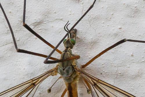 Tipula vernalis