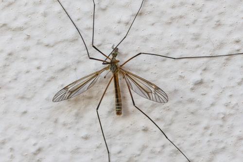 Tipula vernalis