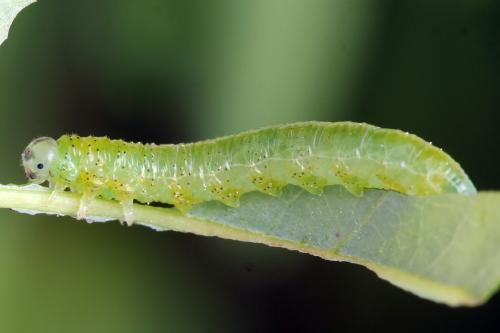 Réf. 341 043 : Pristiphora kontuniemii