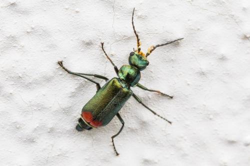 Malachius bipustulatus