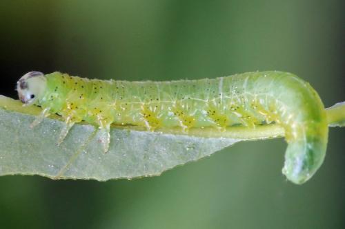 Réf. 341 046 : Pristiphora kontuniemii