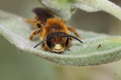 Andrena limbata