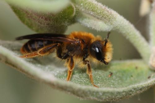 Andrena limbata
