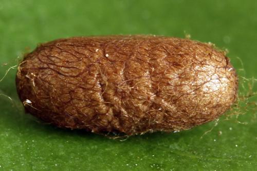 Réf. 341 056 : Pristiphora kontuniemii