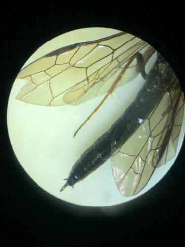 Phylloecus faunus