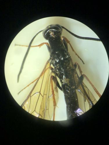 Phylloecus faunus