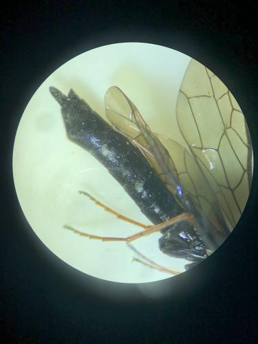 Phylloecus faunus