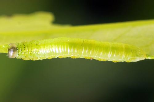 Réf. 341 105 : Pristiphora kontuniemii