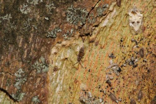 Willowsia nigromaculata