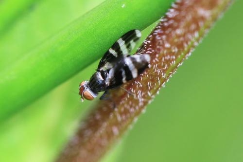 Herina frondescentiae