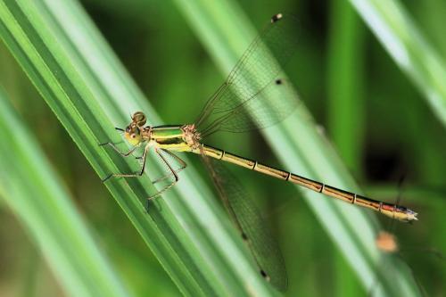 Lestes barbarus