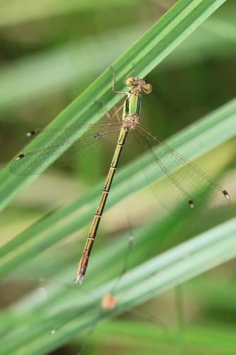 Lestes barbarus