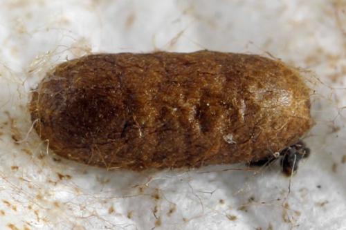 Réf. 341 116 : Pristiphora kontuniemii