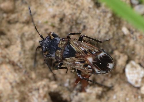Peritrechus lundii