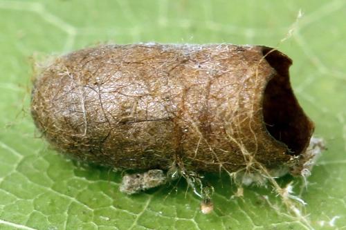 Réf. 341 125 : Pristiphora kontuniemii