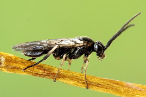 Réf. 341 126 : Pristiphora kontuniemii