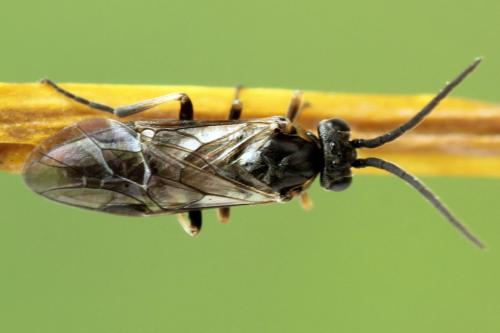 Réf. 341 127 : Pristiphora kontuniemii