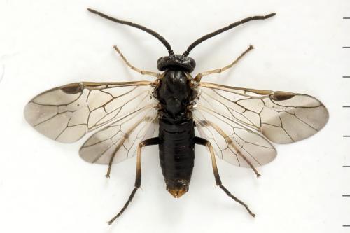Réf. 341 128 : Pristiphora kontuniemii