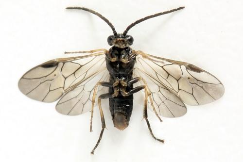 Réf. 341 129 : Pristiphora kontuniemii
