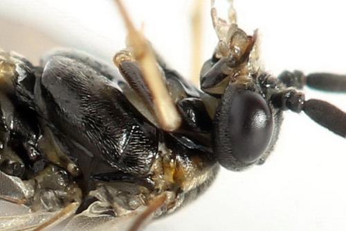 Réf. 341 137 : Pristiphora kontuniemii
