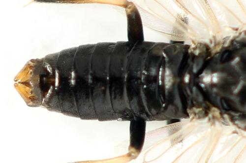 Réf. 341 138 : Pristiphora kontuniemii