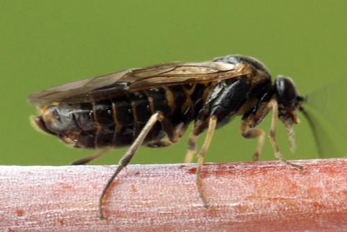 Réf. 341 065 : Pristiphora kontuniemii