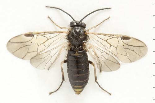 Réf. 341 068 : Pristiphora kontuniemii