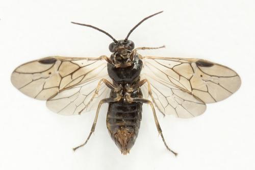 Réf. 341 069 : Pristiphora kontuniemii