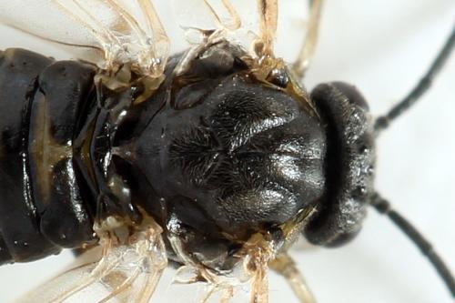Réf. 341 071 : Pristiphora kontuniemii