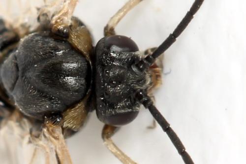 Réf. 341 072 : Pristiphora kontuniemii