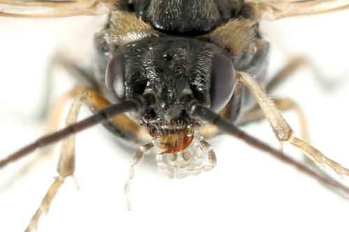 Réf. 341 075 : Pristiphora kontuniemii