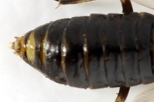 Réf. 341 078 : Pristiphora kontuniemii