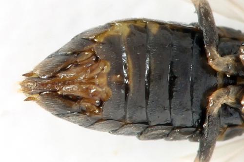 Réf. 341 079 : Pristiphora kontuniemii