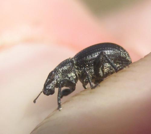 Strophosoma sus