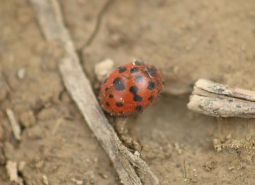Réf. 341 764 : Subcoccinella vigintiquatuorpunctata
