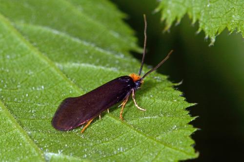 Réf. 341 600 : Incurvaria koerneriella