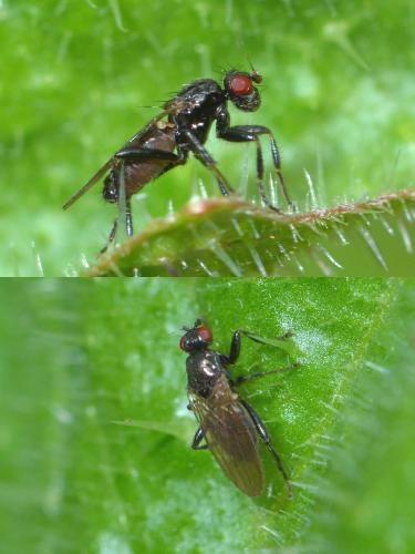 Réf. 341 989 : Copromyzinae inconnu
