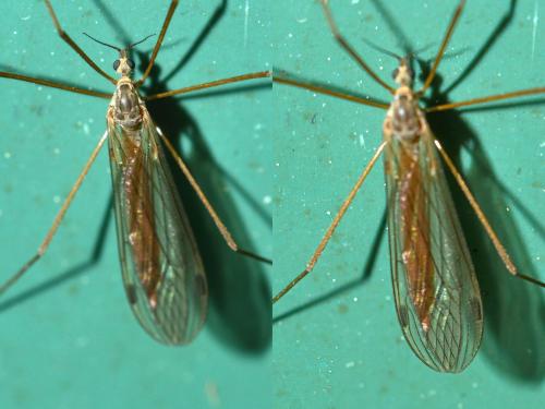 Austrolimnophila sp.