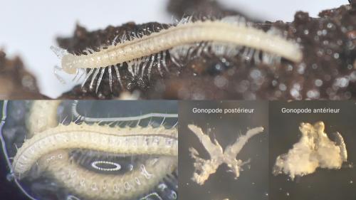 Scutogona muticum