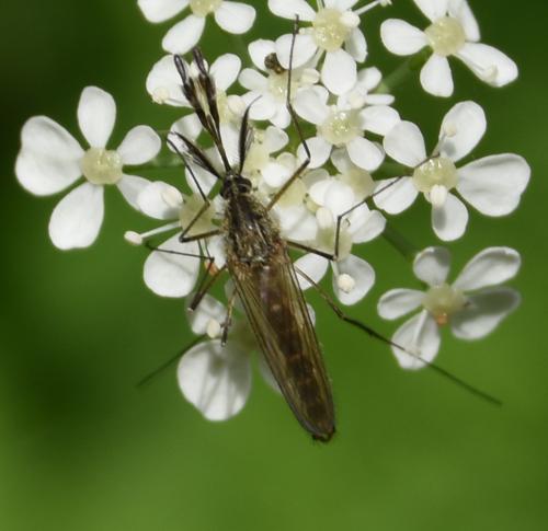 Aedes rusticus