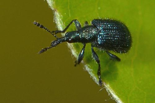Neocoenorrhinus sp.