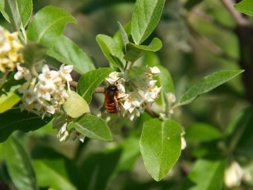 Réf. 341 544 : Osmia bicornis