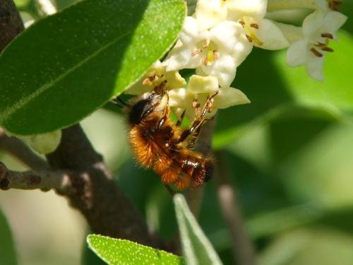 Réf. 341 550 : Osmia bicornis