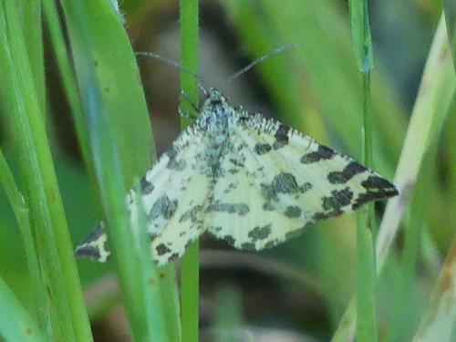 Réf. 341 792 : Pseudopanthera macularia
