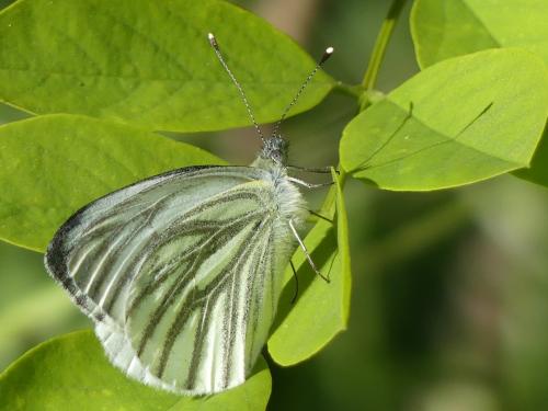 Pieris napi