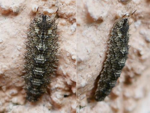 Réf. 341 337 : Dasysyrphus sp.