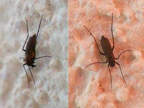 Réf. 341 840 : Orthocladiinae inconnu