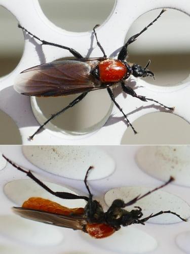 Réf. 341 692 : Bibio hortulanus