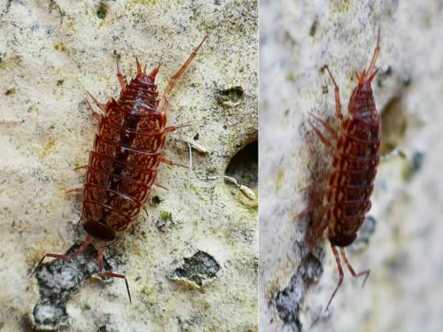 Philoscia muscorum
