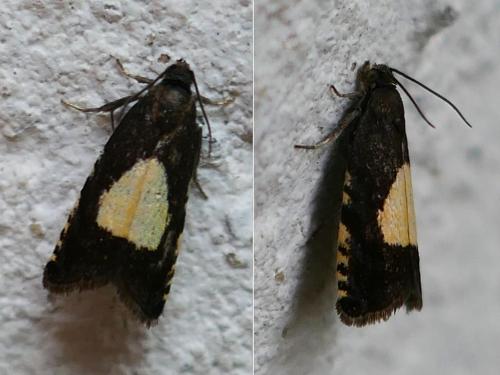 Pammene trauniana